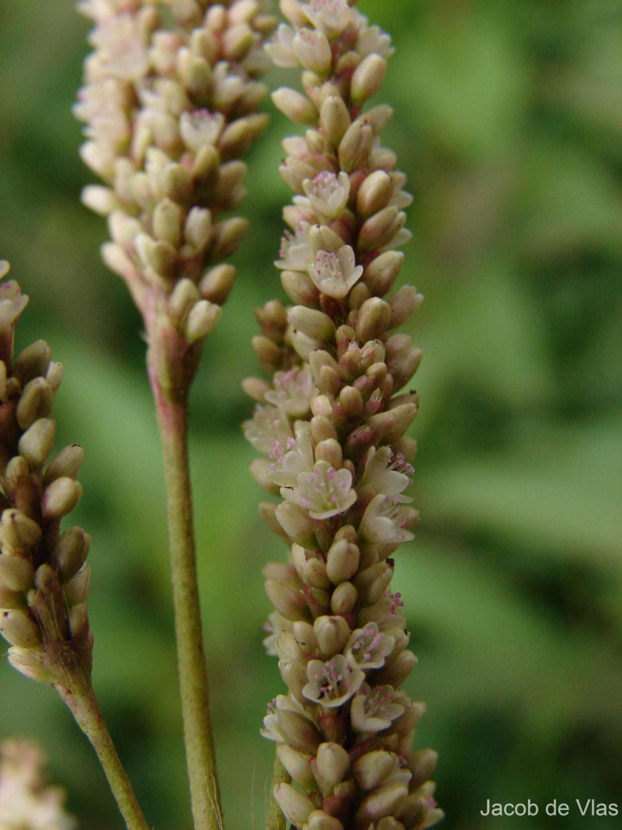 Persicaria barbata (L.) H.Hara